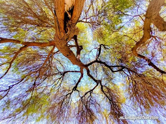 Coachella California