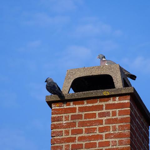 2 birds standing on a chimney.