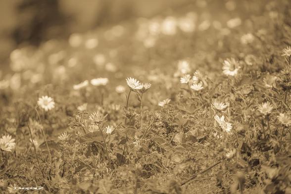 A sepia-toned field of Balsam Root gently sloping upwards with soft, dreamy lighting.