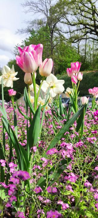 Mélange de plusieurs fleurs devant un parking