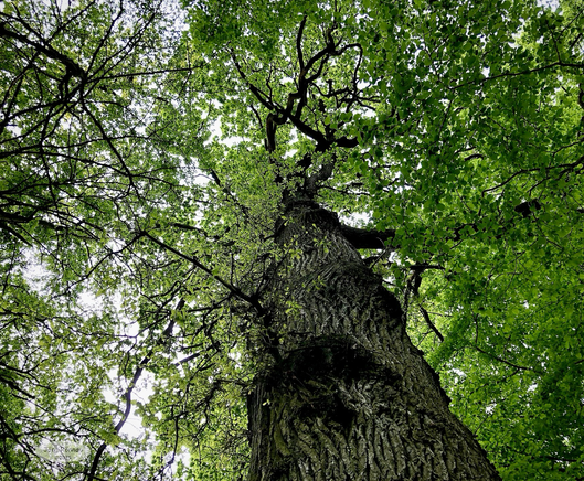 Das Bild zeigt einen Blick von unten auf einen großen, alten Baum mit einem dicken, strukturierten Stamm und einer üppigen, grünen Krone. Die Blätter sind dicht und bedecken den Großteil des Himmels, der nur in kleinen Spalten sichtbar ist. Der Fokus liegt auf dem majestätischen Baum und seiner Größe im Vergleich zum Betrachter. 