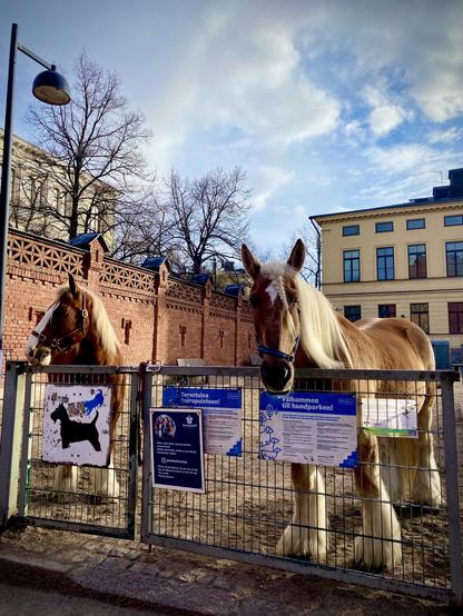 Two work horses (brown with off-white manes) face the camera inside a gated dog park at the Sinebrychoff Park/Stables. Buildings with blue skies and white clouds are in the background.

You can catch them pulling an old brewery/beer wagon around the area. They’re lovely.