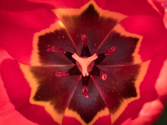 Nahaufnahme einer roten Tulpenblüte