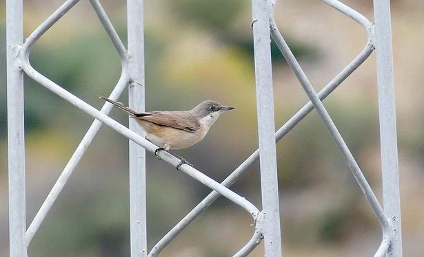 Curruca mirlona (Curruca hortensis). Foto: Bernard Dupont en Wikipedia ( https://commons.wikimedia.org/wiki/File:Western_Orphean_Warbler_(Curruca_hortensis)_(52613237933).jpg )