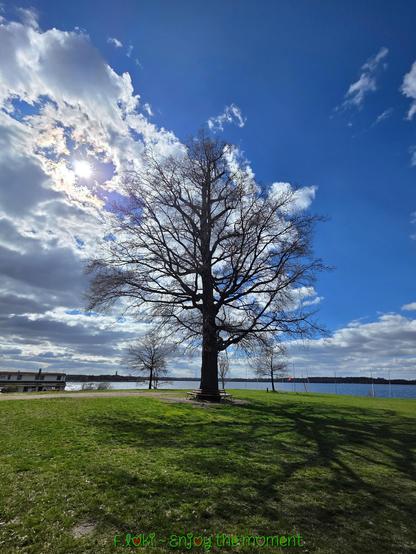 Ein mächtiger Baum steht allein und stolz auf einer grünen Wiese, direkt am Ufer des Cospudener Sees. Seine Äste ragen kahl in den Frühlingshimmel, als wolle er die Wolken berühren oder den Himmel umarmen. Kein Blatt ziert ihn – und doch wirkt er voller Leben, als trüge er Erinnerungen in jedem Ast, in jedem Schatten, den er auf das saftig-grüne Gras wirft.

Links im Bild duckt sich ein flaches Gebäude mit großen Fenstern ans Wasser, ein Teil des kleinen Hafens. Der See selbst liegt ruhig da, sein Wasser glitzert silbern unter den Sonnenstrahlen, die sich gerade durch ein dramatisches Wolkenmeer kämpfen. Der Himmel ist eine Komposition aus tiefem Blau und aufgewühltem Weiß – als wäre er mitten in einem Gespräch mit dem Wind.

Einige kleine Bäume, ebenfalls ohne Blätter, stehen am Ufer, fast wie stille Begleiter des großen Baums in der Mitte. Der gesamte Ort strahlt Frieden aus – als hätte die Welt kurz innegehalten, um durchzuatmen.

Am unteren Bildrand steht in grüner, verschnörkelter Schrift:
„F.Loki – enjoy the moment“

Ein Moment der Stille. Ein Ort der Kraft. Eine Einladung, im Jetzt zu verweilen.
