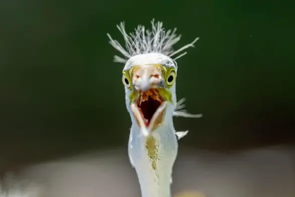 A white egret with an open beak and standing hair.