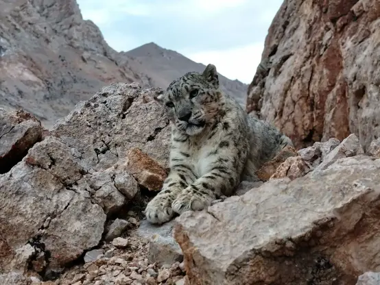 A snow leopard resting on the rocks.