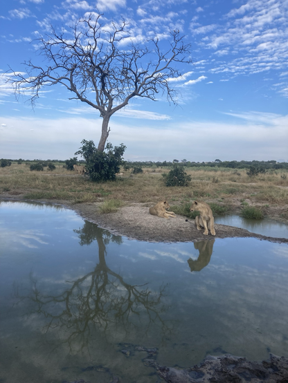 Jeunes lions près d’un point d’eau dans la savane de Savute au Botswana