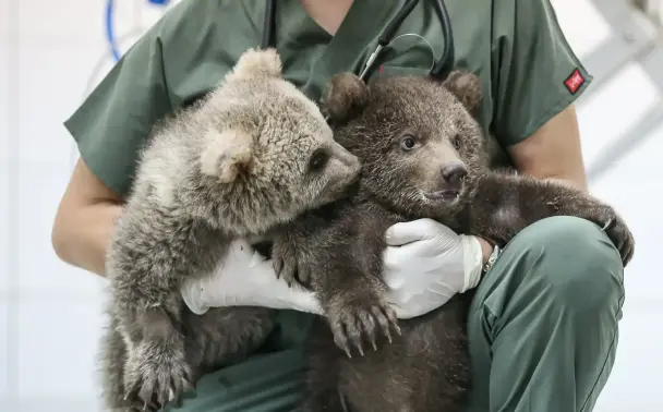 Two rescued bear cubs, grey & brown, held by a vet.