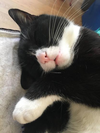 Sleeping cat on a chair