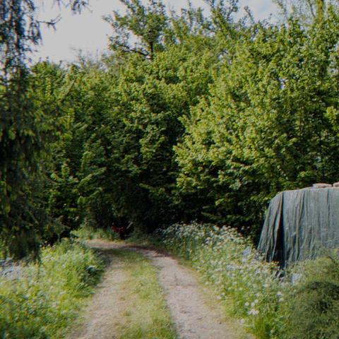 Printemps dans le Quercy. Petit chemin fleuri chez mon grand-père.