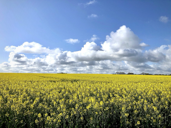 Das Bild zeigt ein weites, leuchtend gelbes Rapsfeld unter einem blauen Himmel mit weißen, teils dunklen Wolken. Der Horizont verläuft gerade und trennt das intensiv gelbe Feld vom Himmel. Im Hintergrund sind einzelne Bäume oder Baumgruppen zu erkennen. Das Bild vermittelt einen Eindruck von Weite, Ruhe und der Schönheit der Natur im Frühling.