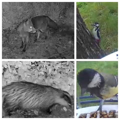 Four photos of backyard animals 