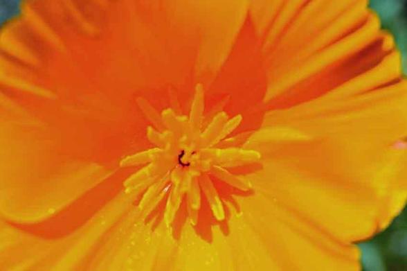Close-up of an orange Californian poppy