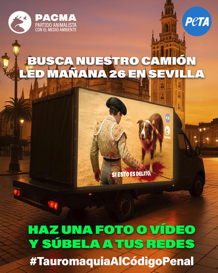 Camión en un anochecer en Sevilla con una pantalla LED donde se ve a un torero espada en mano ante un perro con banderillas clavadas y sangre en el suelo de una plaza de toros. En letras blancas se lee "Busca nuestro caminó LED mañana 26 en Sevilla" y en letras verdes "Haz una foto o vídeo y súbela a tus redes". Debajo, #TauromaquiaAlCódigoPenal. Arriba a la izquierda, el logo de PACMA, y a la derecha, el logo de PETA.