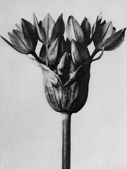 Urformen der Kunst (Original Forms of Art), book published 1929, by Karl Blossfeldt