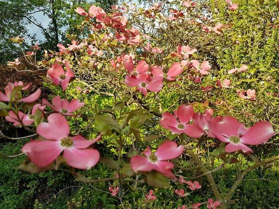 Einige rosa Blüten wie ein Reigen im Grünen.  Das Grün ist ganz zart.