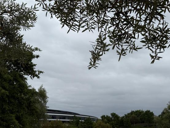 A photo of an overcast morning in Cupertino in April. The shot is framed by trees. The clouds are grey but not looking likely to rain. A large curved office building is in the distance.