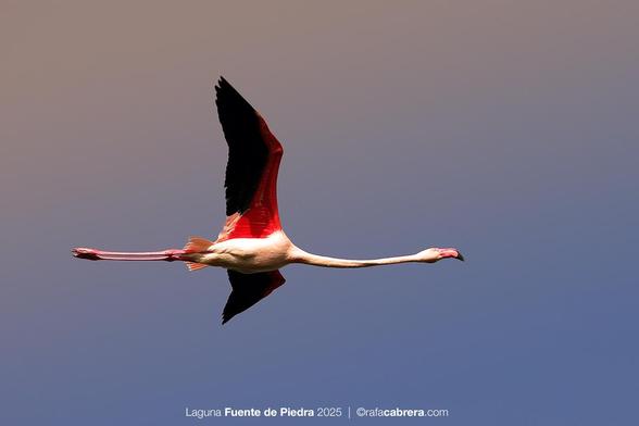 Flamenco en vuelo sobre la laguna Fuente de Piedra en Málaga