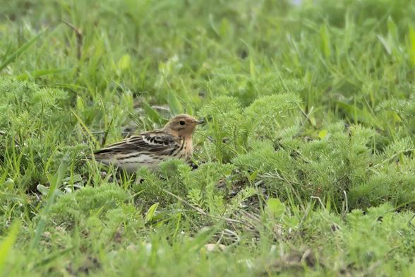 🪶 Discovery! Red-throated Pipit (Anthus cervinus) on migration! 🧭 – Racibórz Reservoir, 21-04-2025