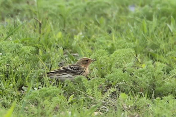 🪶 Discovery! Red-throated Pipit (Anthus cervinus) on migration! 🧭 – Racibórz Reservoir, 21-04-2025