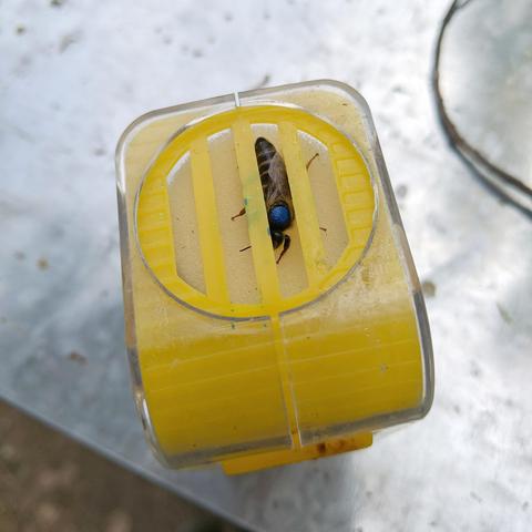 The queen in the squeeze catcher so she could be marked with blue paint.