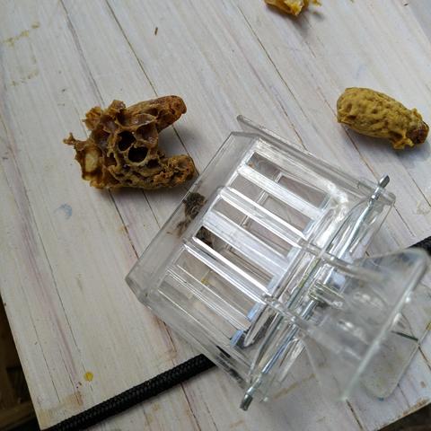 A photo showing a queen bee in a clip type queen catcher and the cell she came out of in the upper left of the photo. The cell is attached to another swarm cell that is unopened and there is a 3rd cell to the right. The queen in the catcher is barely visible.