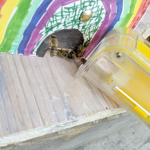 The queen being released into a nuc hive that has other queen cells just so I know there's a queen in it. It's the one with the fancy entrance.