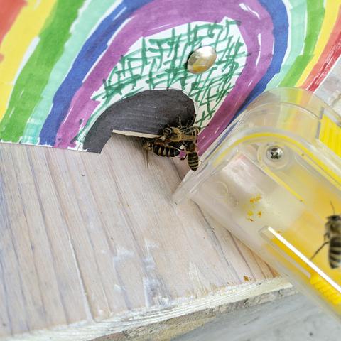 The queen bee crawling into the hive.