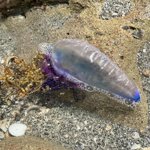 Portuguese man o' war in a tidal pool.