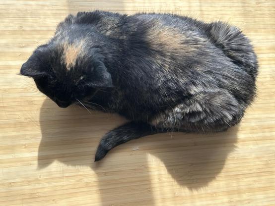 Doris, a tortoiseshell cat, loafing on a sunlit wooden surface, seen from above