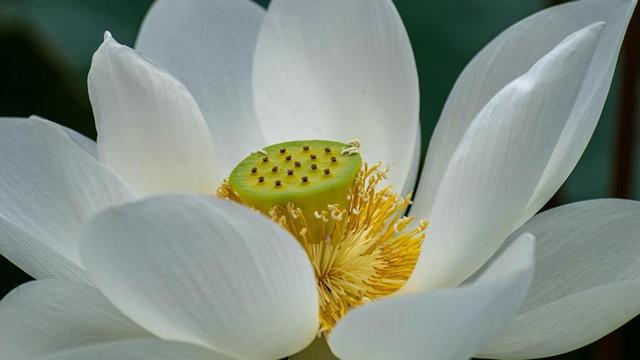 Closeup of white lotus with stamen and pistils visible.