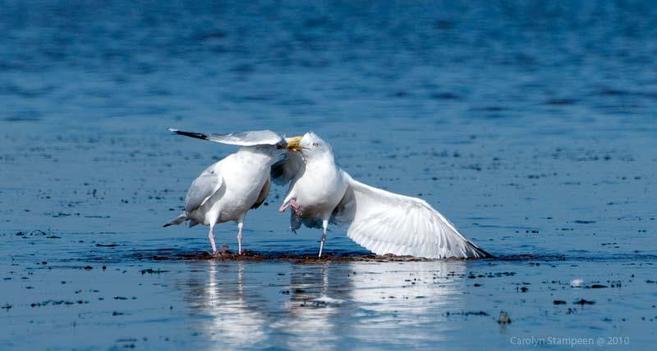 Two gulls, side by side, standing on the remnants of a beach, with an incoming tide surrounding there.  Their beaks are are clasped together, the gull on the right has it's wings outstretched, with the left wing hiding the face of the gull to the right, it's right wing touching the water, and its left foot in the air.