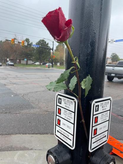 A single rose propped up at a cross walk waiting sign, right at eye level when you are sitting on a bike.