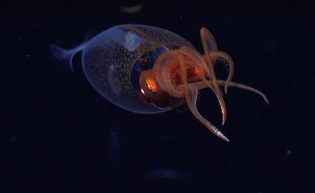 colossal squid