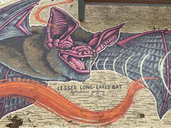 Text:
Lesser Long-Eared Bat 
Nictophilus Geoffroyi 

Image a pink fleshed long ears bat in flight with blue grey wings
