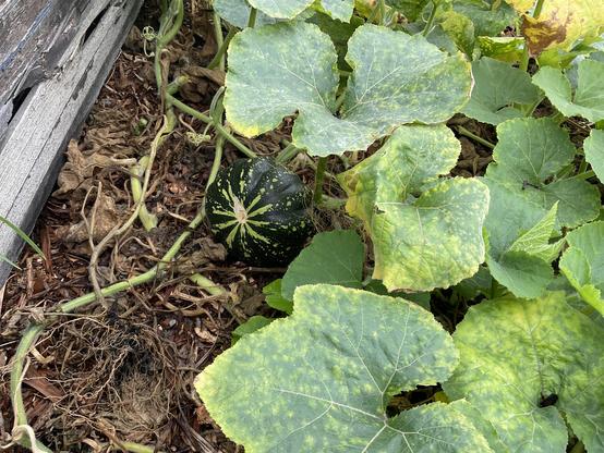 Pumpkin vine large furry green leaves and a dark green pumpkin “fruit” with white dots on flesh 