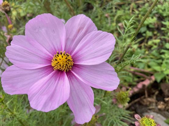 Large pink flower with seven petals and a yellow orange centre.