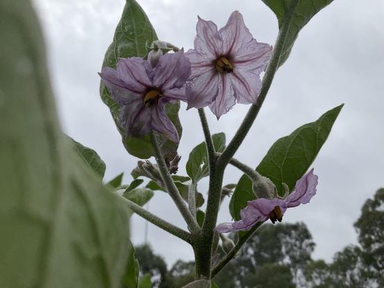 Pink flowers seven petals large green leaves 