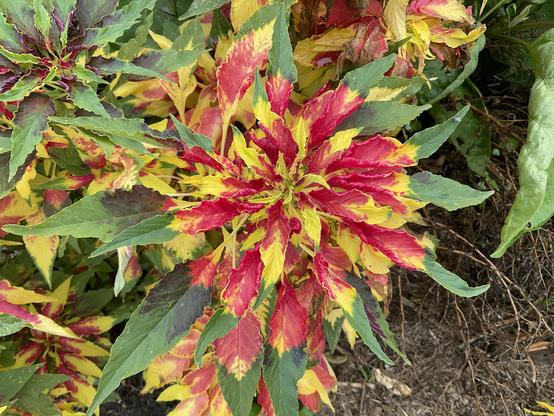 Bright red and yellow flowers with multiple petals layered and green leaves 