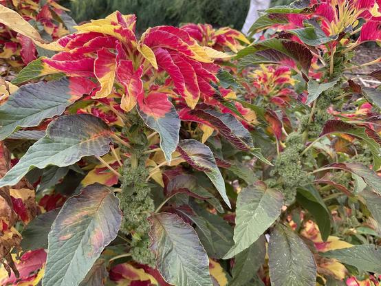 Side view of layered red and yellow petalled flowers showing green leaves beneath 