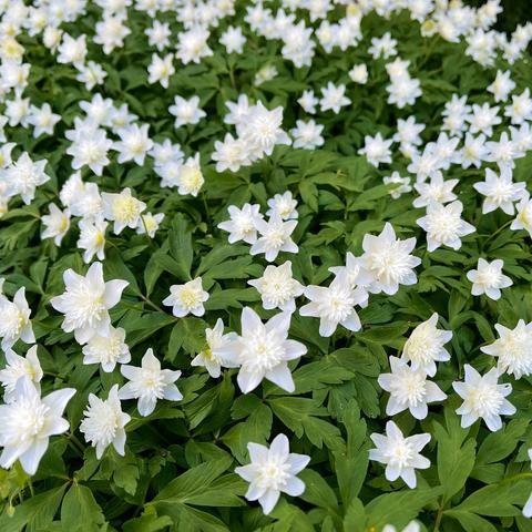 Flower bed full of anemones.