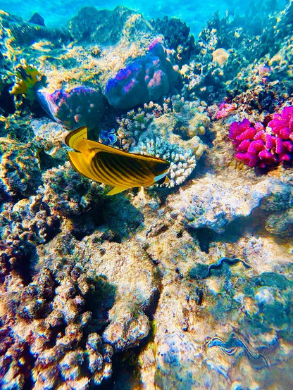 Fish in the Red Sea 