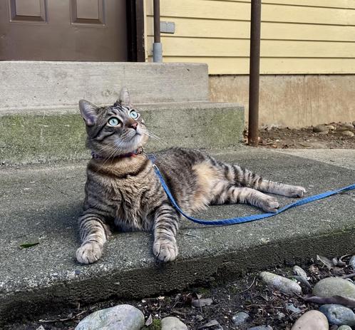 On a concrete walkway, a striped tabby with a blue leash relaxes on his side, tilting his head while looking slightly upward and outward.