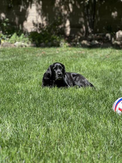 A black dog lies on lush green grass, with a soccer ball visible nearby. The background features some foliage and a wall.
