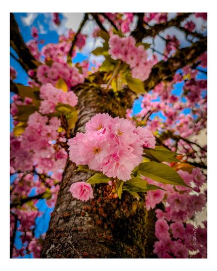 Cerisier en fleur aurillac