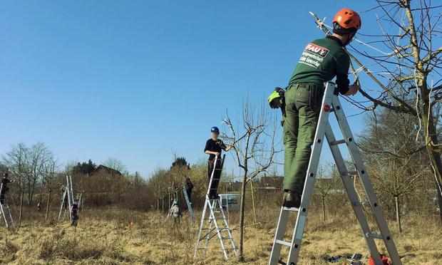 Person mit Helm und T-Shirt der IGG-FAU auf einer Leiter beim Obstbaumschnitt