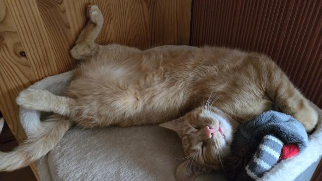 Orange katze fühlt sich sehr wohl.