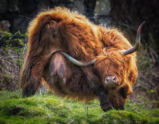 Ein schottisches Hochlandrind kratzt sich mit dem Horn am Euter. 