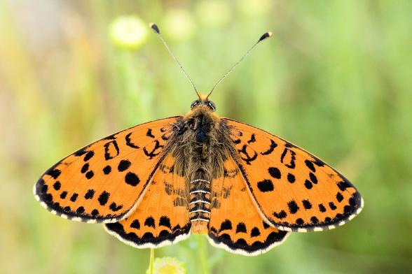 Foto de la mariposa Melitaea didyma.